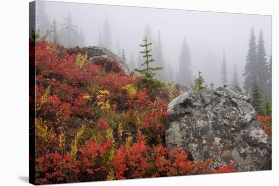 Mount Rainier National Park, Autumn Fog-Ken Archer-Stretched Canvas