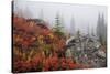 Mount Rainier National Park, Autumn Fog-Ken Archer-Stretched Canvas