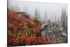 Mount Rainier National Park, Autumn Fog-Ken Archer-Stretched Canvas