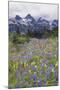 Mount Rainier National Park, Tatoosh Mountains-Ken Archer-Mounted Photographic Print