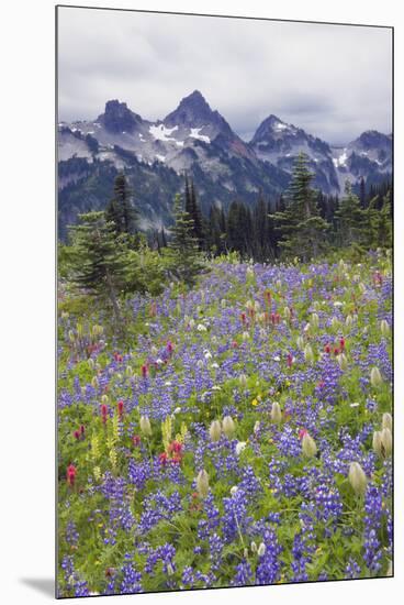Mount Rainier National Park, Tatoosh Mountains-Ken Archer-Mounted Premium Photographic Print