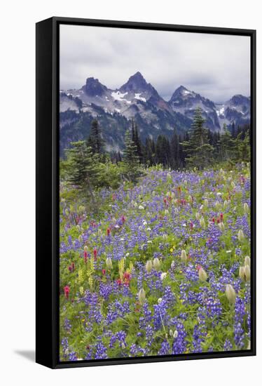 Mount Rainier National Park, Tatoosh Mountains-Ken Archer-Framed Stretched Canvas