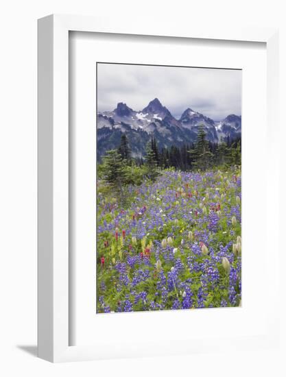 Mount Rainier National Park, Tatoosh Mountains-Ken Archer-Framed Photographic Print