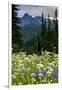 Mount Rainier National Park, Washington: Wildflowers Along The Paradise River Trail-Ian Shive-Framed Photographic Print