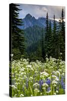 Mount Rainier National Park, Washington: Wildflowers Along The Paradise River Trail-Ian Shive-Stretched Canvas