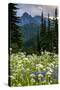 Mount Rainier National Park, Washington: Wildflowers Along The Paradise River Trail-Ian Shive-Stretched Canvas