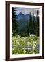 Mount Rainier National Park, Washington: Wildflowers Along The Paradise River Trail-Ian Shive-Framed Photographic Print