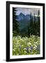 Mount Rainier National Park, Washington: Wildflowers Along The Paradise River Trail-Ian Shive-Framed Photographic Print