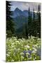 Mount Rainier National Park, Washington: Wildflowers Along The Paradise River Trail-Ian Shive-Mounted Photographic Print