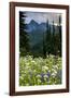 Mount Rainier National Park, Washington: Wildflowers Along The Paradise River Trail-Ian Shive-Framed Photographic Print