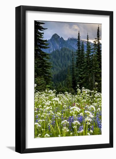 Mount Rainier National Park, Washington: Wildflowers Along The Paradise River Trail-Ian Shive-Framed Photographic Print