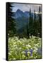 Mount Rainier National Park, Washington: Wildflowers Along The Paradise River Trail-Ian Shive-Framed Stretched Canvas