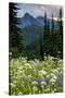 Mount Rainier National Park, Washington: Wildflowers Along The Paradise River Trail-Ian Shive-Stretched Canvas