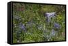 Mount Rainier National Park, Wildflowers-Ken Archer-Framed Stretched Canvas