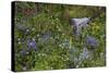 Mount Rainier National Park, Wildflowers-Ken Archer-Stretched Canvas