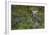 Mount Rainier National Park, Wildflowers-Ken Archer-Framed Photographic Print