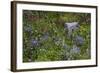 Mount Rainier National Park, Wildflowers-Ken Archer-Framed Photographic Print