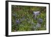 Mount Rainier National Park, Wildflowers-Ken Archer-Framed Photographic Print