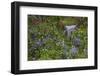 Mount Rainier National Park, Wildflowers-Ken Archer-Framed Photographic Print