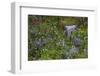 Mount Rainier National Park, Wildflowers-Ken Archer-Framed Photographic Print