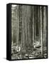 Mount Rainier Road, Large Fir Trunk, 1914-Asahel Curtis-Framed Stretched Canvas