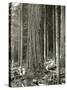 Mount Rainier Road, Large Fir Trunk, 1914-Asahel Curtis-Stretched Canvas