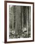 Mount Rainier Road, Large Fir Trunk, 1914-Asahel Curtis-Framed Giclee Print