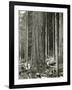 Mount Rainier Road, Large Fir Trunk, 1914-Asahel Curtis-Framed Giclee Print