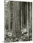 Mount Rainier Road, Large Fir Trunk, 1914-Asahel Curtis-Mounted Giclee Print