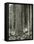 Mount Rainier Road, Large Fir Trunk, 1914-Asahel Curtis-Framed Stretched Canvas