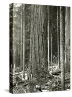 Mount Rainier Road, Large Fir Trunk, 1914-Asahel Curtis-Stretched Canvas