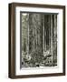 Mount Rainier Road, Large Fir Trunk, 1914-Asahel Curtis-Framed Premium Giclee Print