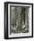 Mount Rainier Road, Large Fir Trunk, 1914-Asahel Curtis-Framed Premium Giclee Print