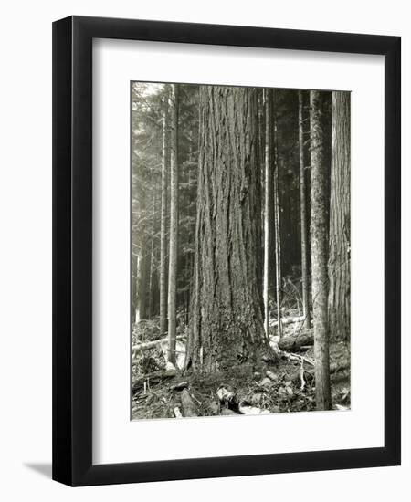 Mount Rainier Road, Large Fir Trunk, 1914-Asahel Curtis-Framed Premium Giclee Print