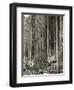 Mount Rainier Road, Large Fir Trunk, 1914-Asahel Curtis-Framed Premium Giclee Print