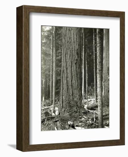 Mount Rainier Road, Large Fir Trunk, 1914-Asahel Curtis-Framed Giclee Print