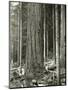 Mount Rainier Road, Large Fir Trunk, 1914-Asahel Curtis-Mounted Giclee Print