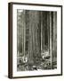 Mount Rainier Road, Large Fir Trunk, 1914-Asahel Curtis-Framed Giclee Print