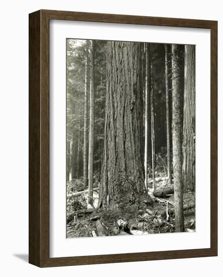 Mount Rainier Road, Large Fir Trunk, 1914-Asahel Curtis-Framed Giclee Print