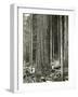 Mount Rainier Road, Large Fir Trunk, 1914-Asahel Curtis-Framed Giclee Print