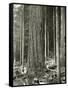 Mount Rainier Road, Large Fir Trunk, 1914-Asahel Curtis-Framed Stretched Canvas