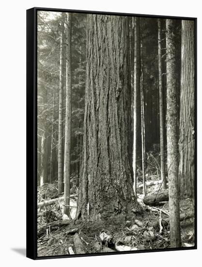 Mount Rainier Road, Large Fir Trunk, 1914-Asahel Curtis-Framed Stretched Canvas