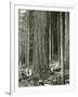 Mount Rainier Road, Large Fir Trunk, 1914-Asahel Curtis-Framed Giclee Print