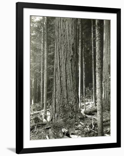 Mount Rainier Road, Large Fir Trunk, 1914-Asahel Curtis-Framed Giclee Print