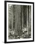 Mount Rainier Road, Large Fir Trunk, 1914-Asahel Curtis-Framed Giclee Print