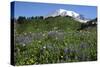 Mount Rainier Viewed from Paradise, Mount Rainier NP, Washington, Usa-Michel Hersen-Stretched Canvas