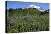 Mount Rainier Viewed from Paradise, Mount Rainier NP, Washington, Usa-Michel Hersen-Stretched Canvas