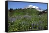 Mount Rainier Viewed from Paradise, Mount Rainier NP, Washington, Usa-Michel Hersen-Framed Stretched Canvas