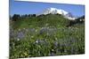 Mount Rainier Viewed from Paradise, Mount Rainier NP, Washington, Usa-Michel Hersen-Mounted Photographic Print