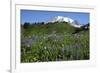 Mount Rainier Viewed from Paradise, Mount Rainier NP, Washington, Usa-Michel Hersen-Framed Photographic Print